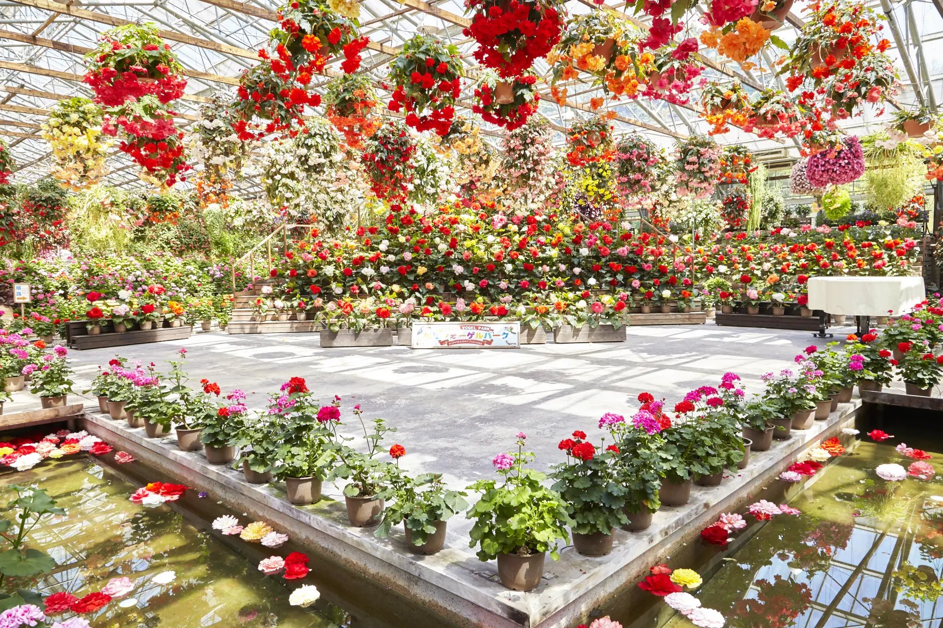 🐦 마쓰에 포겔 파크 이미지 3